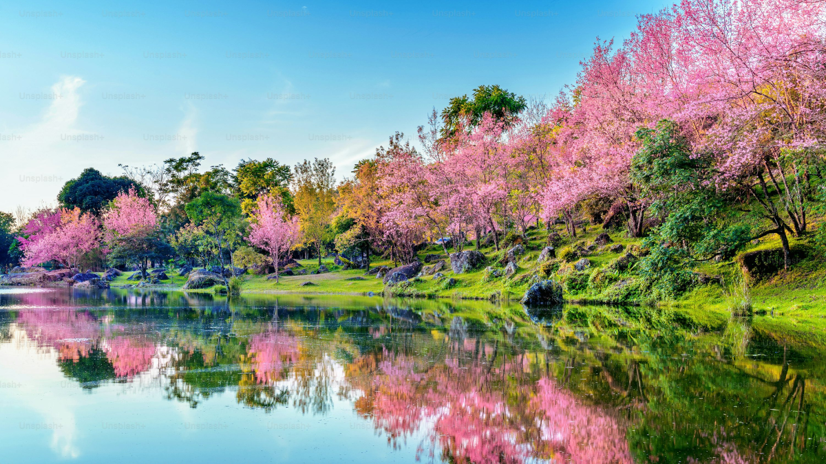 Este 20 de marzo inicia la primavera. Foto/iStock