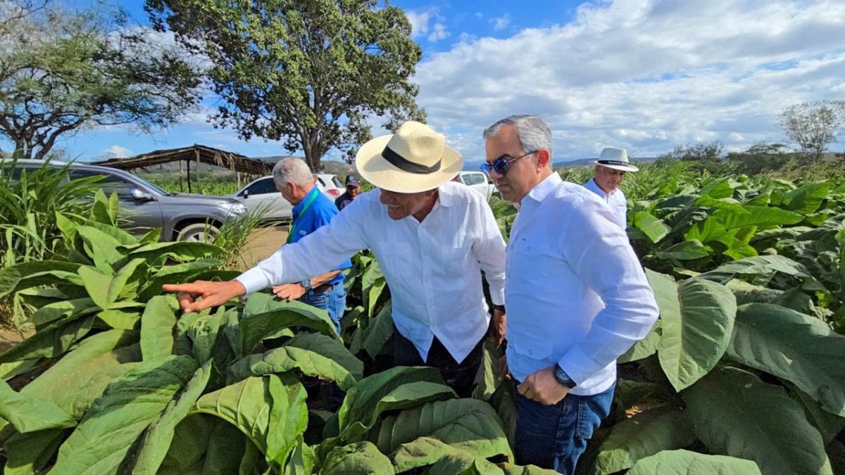 1. FOTO IVAN HERNANDEZ GUZMAN, DIRECTOR DEL INTABACO SUPERVISANDO SIEMBRA EN MAO VALVERDE