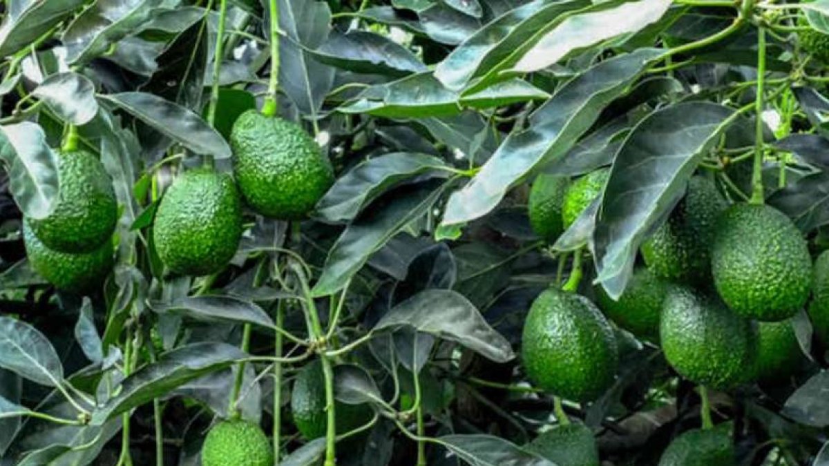 Imagen de referencia de algunos aguacates.