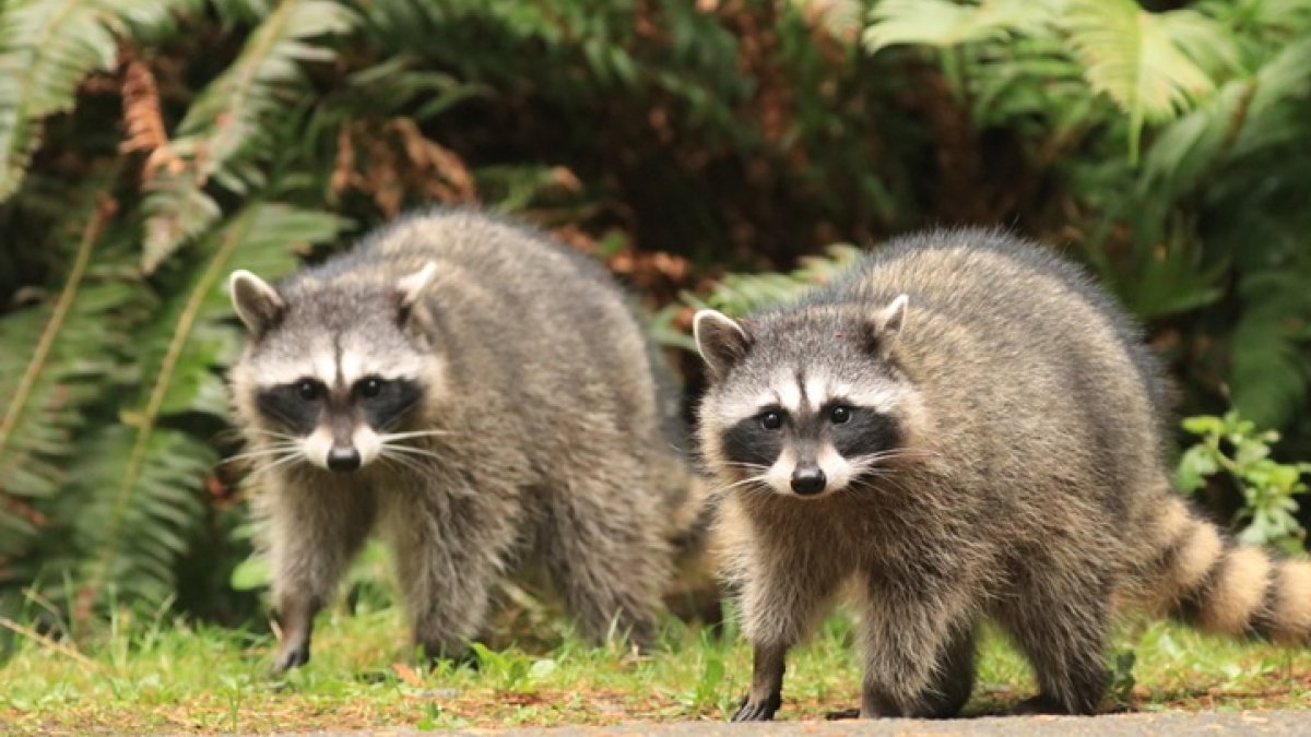 Declaran rabia una amenaza para ciudad de Nassau