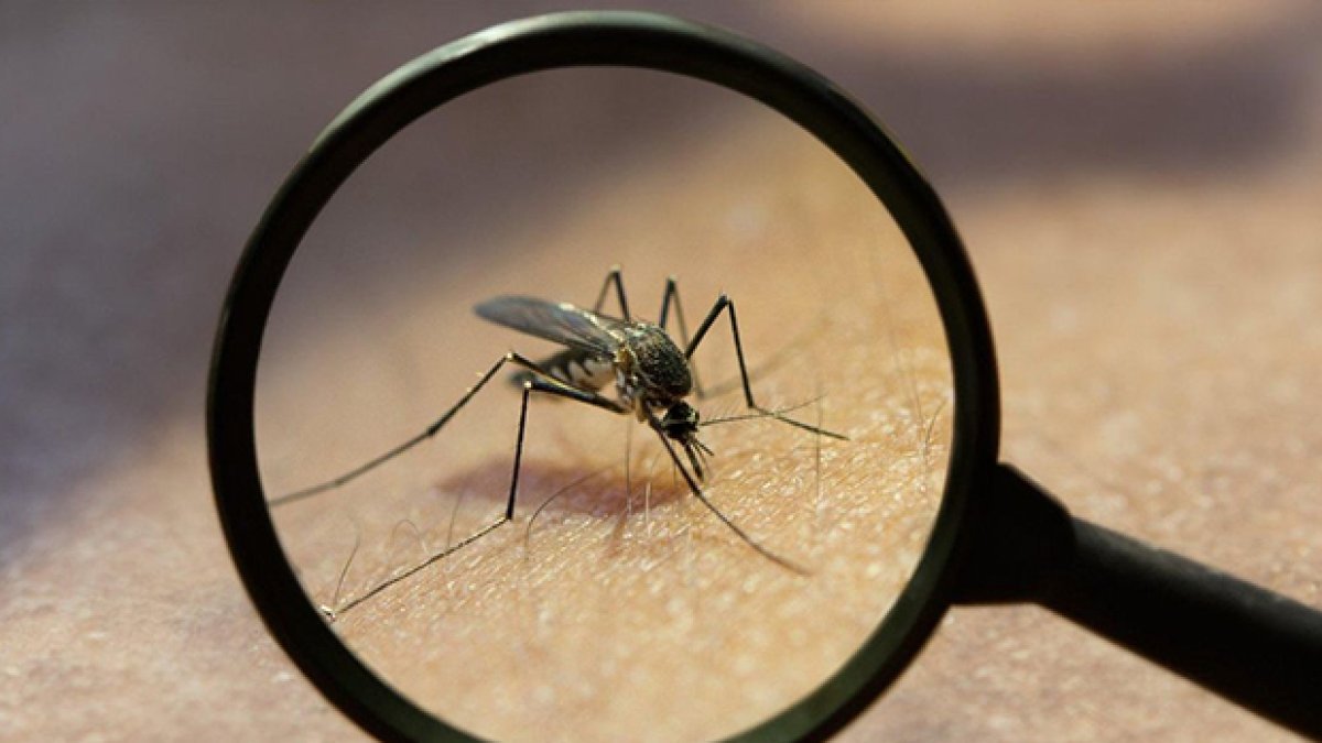 Mosquitos (Fuente externa)