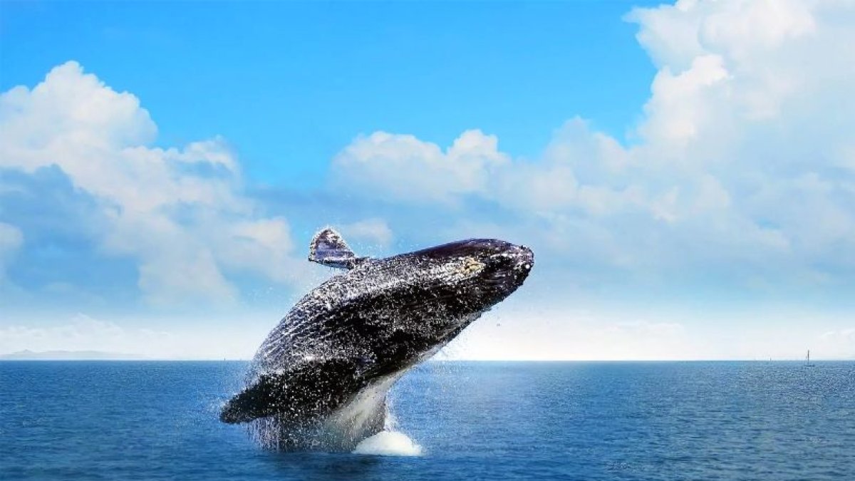 BALLENA JOROBADA EN LA BAHIA DE SAMANA. HOY FUENTE EXTERNA. 24/01/2024