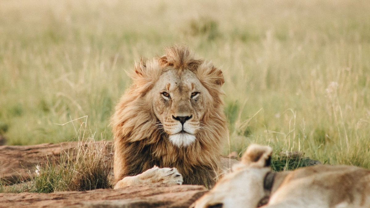 Curiosidades-sobre-los-leones