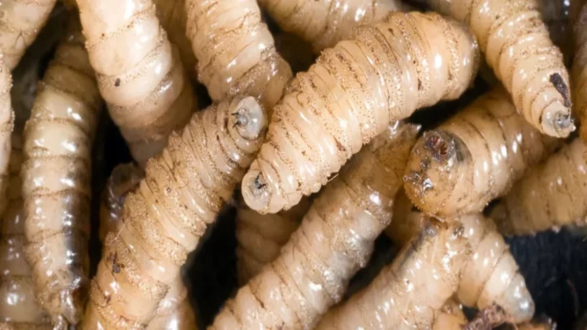 gusano-barrenador-humanos-Belice-infeccion–640×360