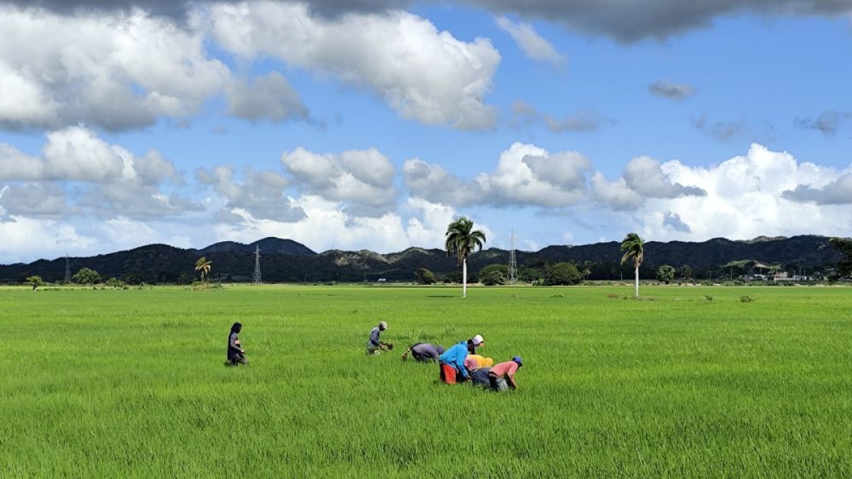 Cosecha de arroz en Castañuelas, Montecristi