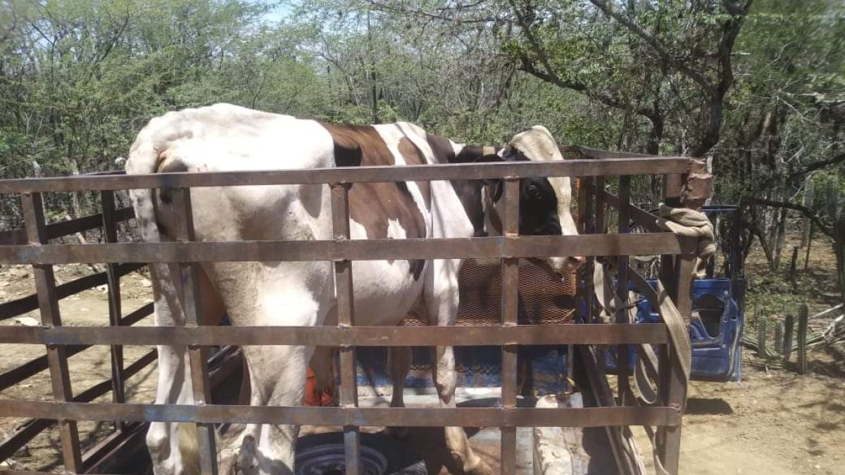 ¡Alerta! cuatreros azotan en tres comunidades de Montecristi