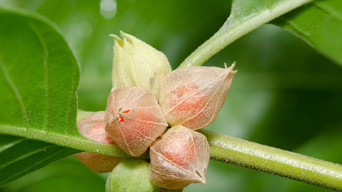 ashwagandha-fruits