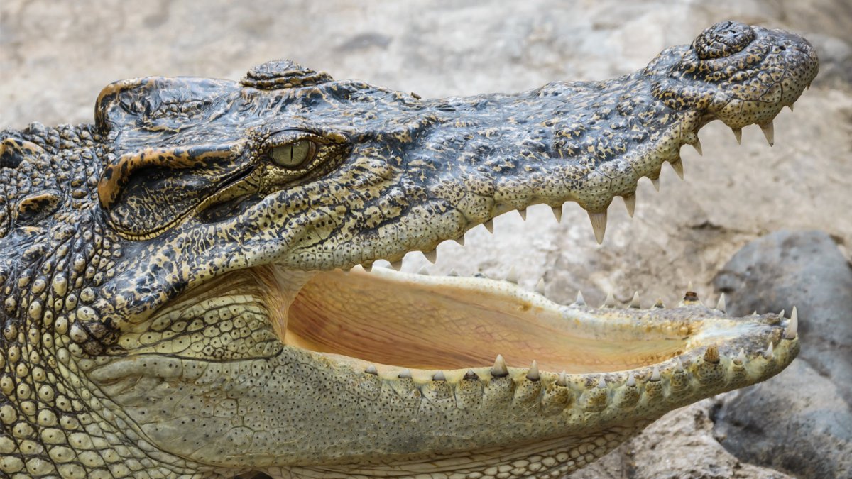 Imagen de referencia de un cocodrilo