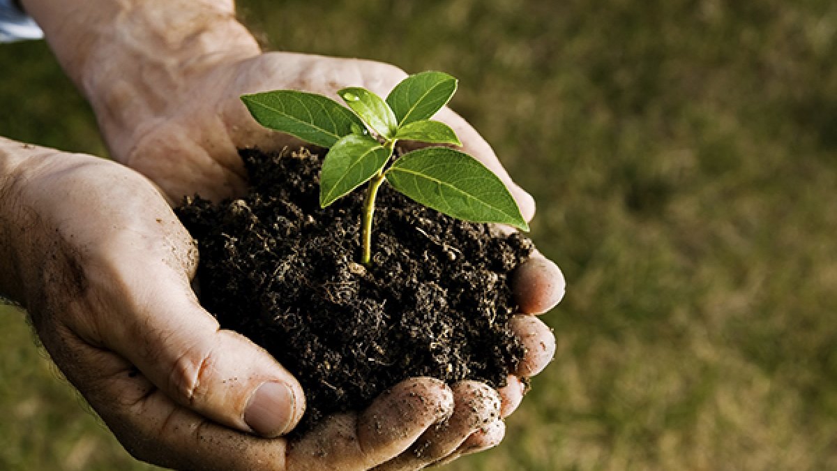 Plantas