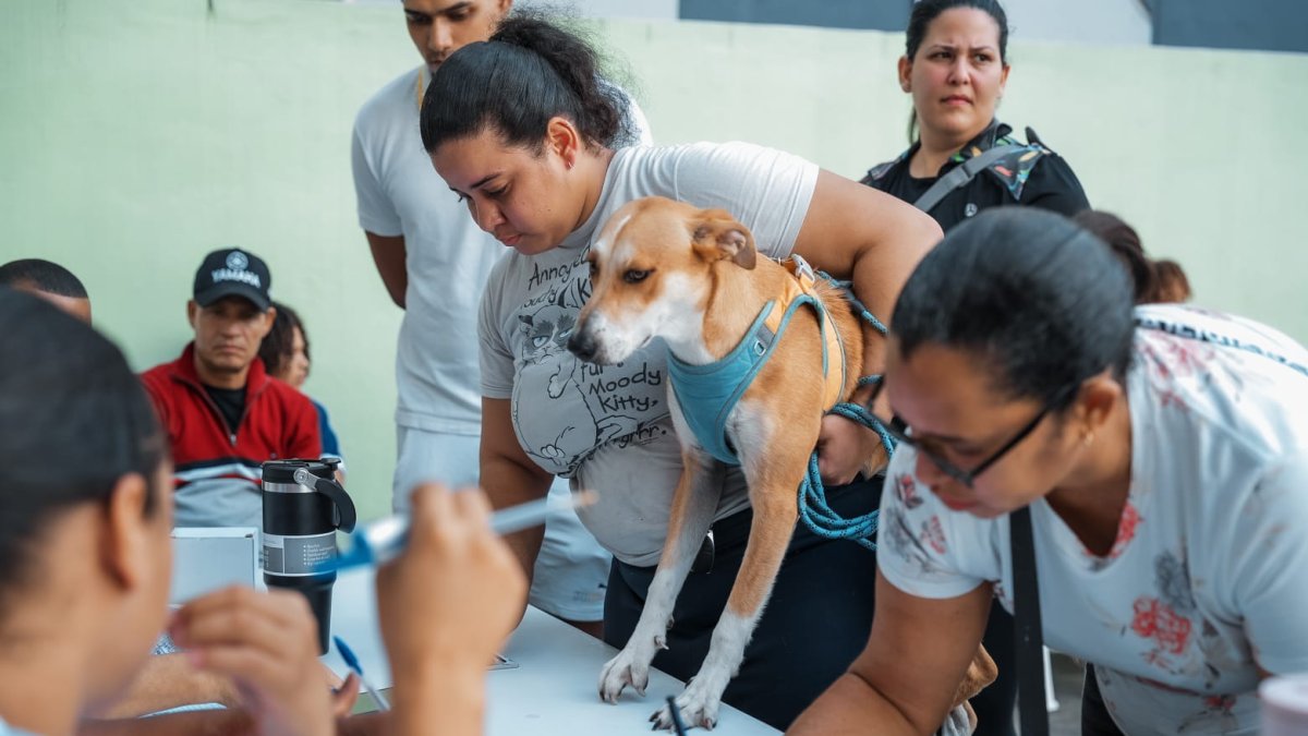 El Tribunal Supremo de India aprueba la eutanasia de perros rabiosos para proteger a la población