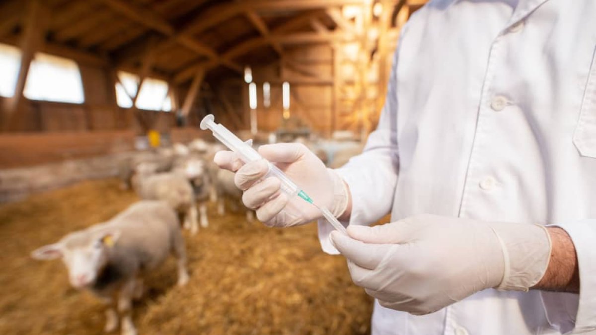 OMSA alerta sobre falta de inversión en salud animal pese aumento de crisis sanitarias