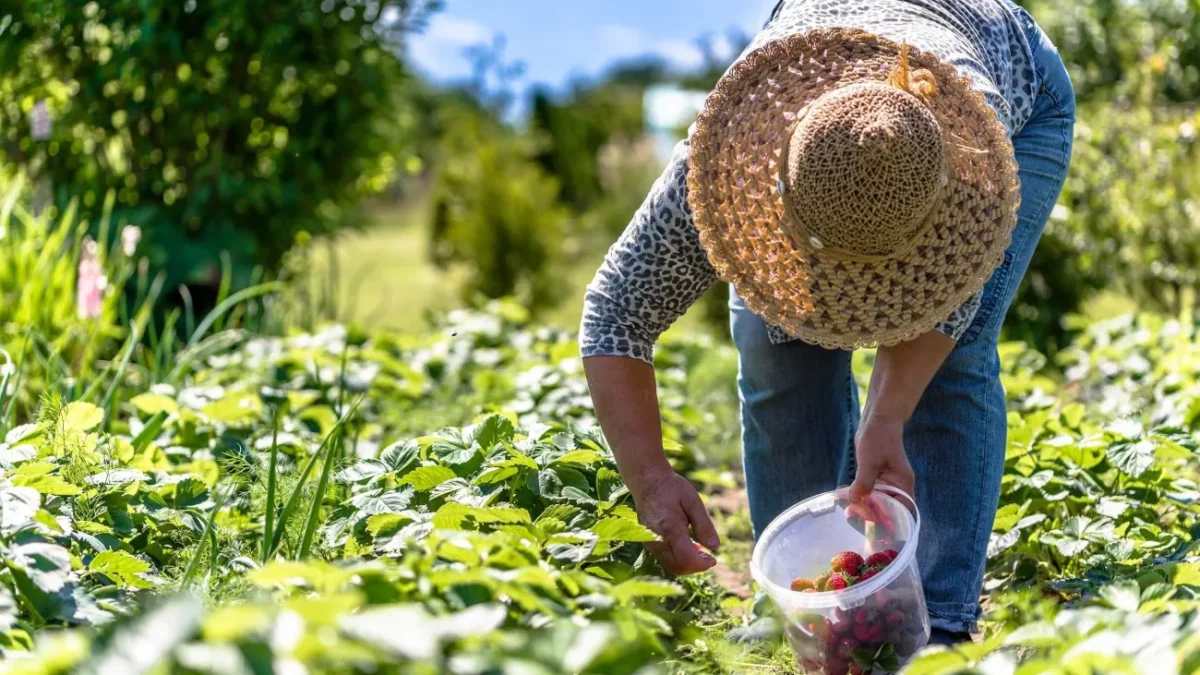 Subsidio a fertilizantes en el sector agrícola de RD