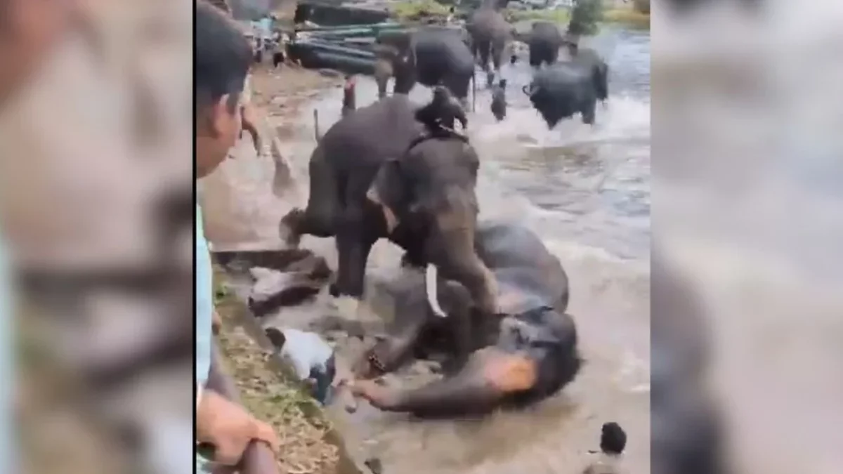 Turista muere al quedar atrapada en medio de una pelea entre elefantes