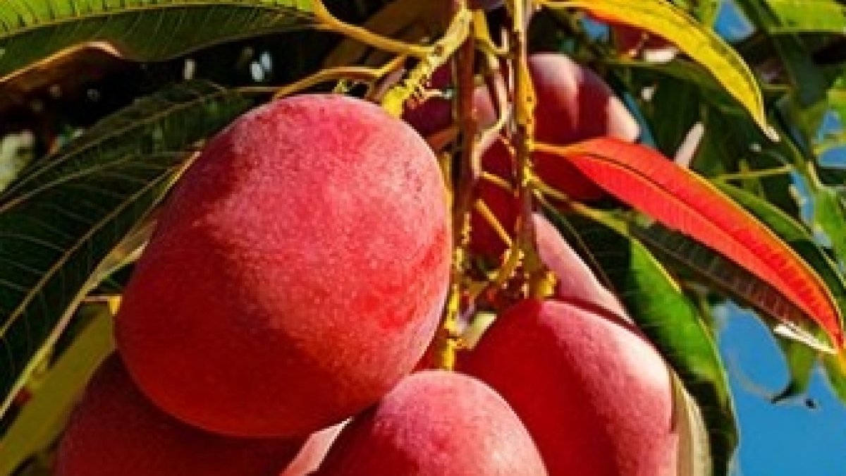 Comer mango en Feria Baní