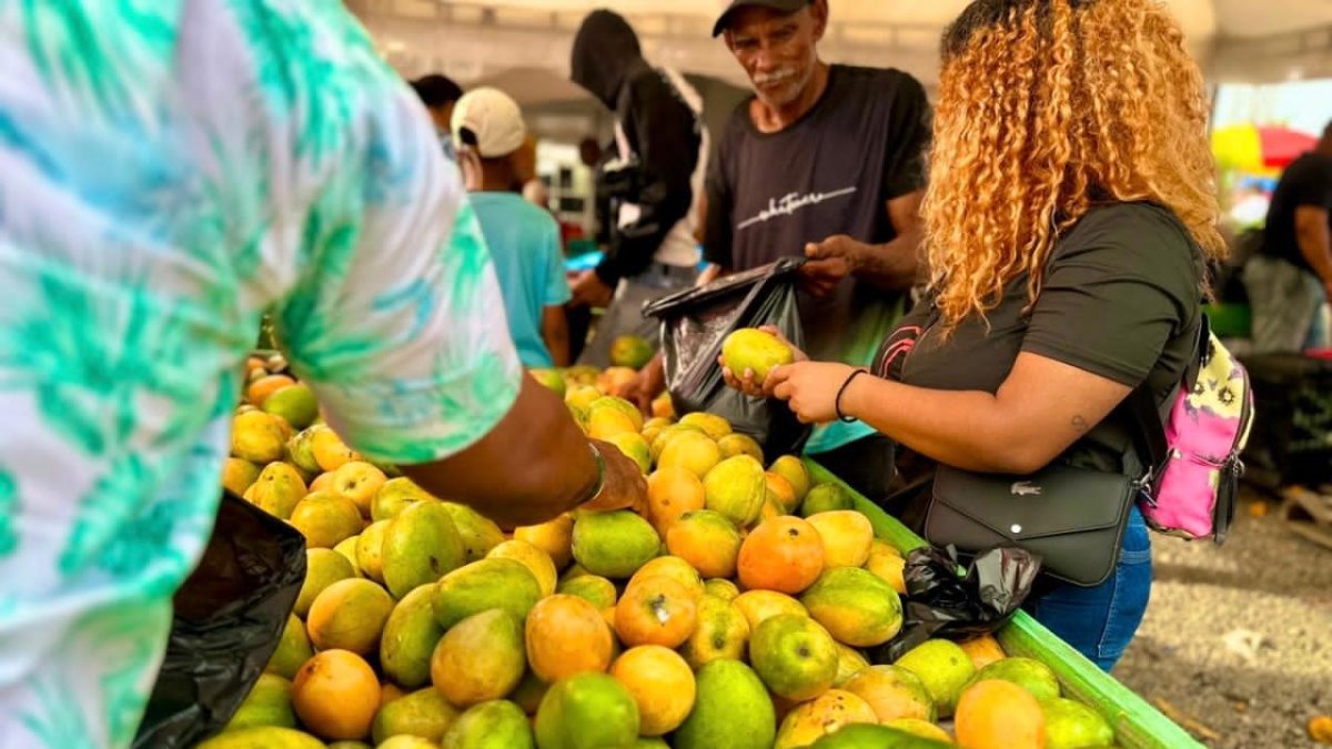 ¿Crisis del mango? Expertos aclaran la situación e