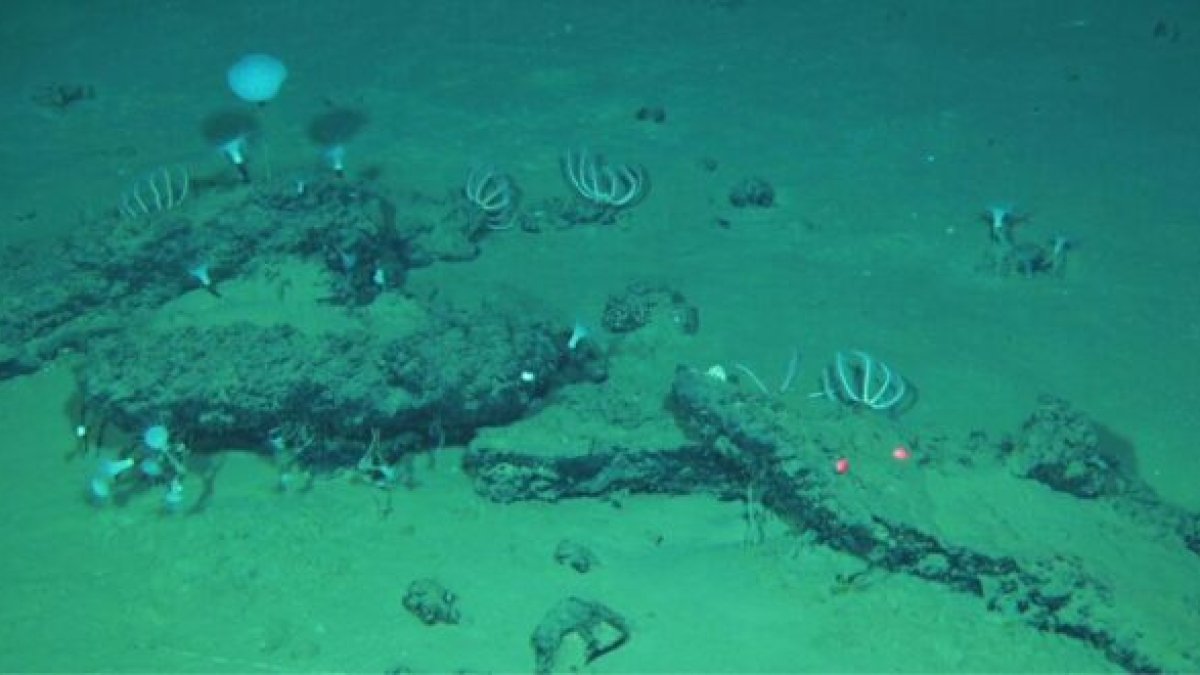 Descubren el cementerio de ballenas más antiguo y extenso en