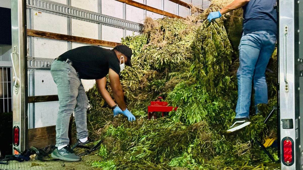 Operativo histórico en Ocoa: cae la mayor siembra de marihuana registrada en República Dominicana