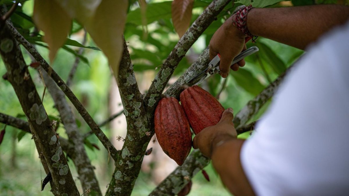 Cacao dominicano en mercado cero deforestación
