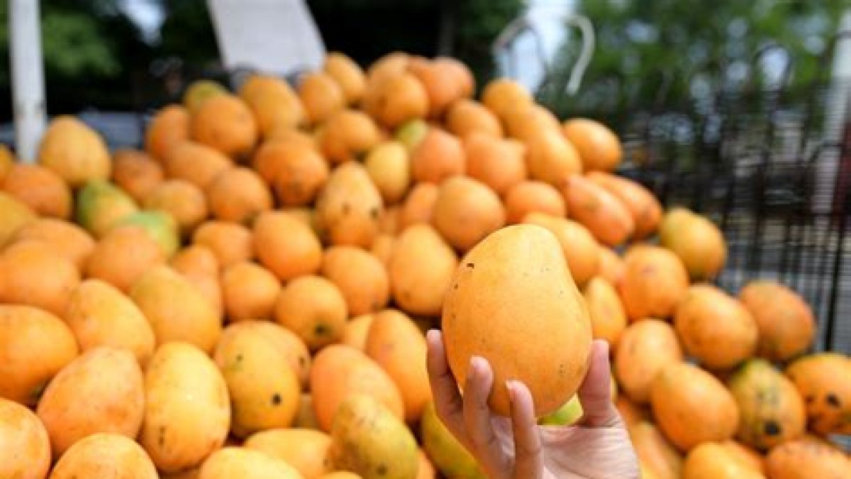 Suspensión de mango dominicano en EE.UU. afecta exportaciones.