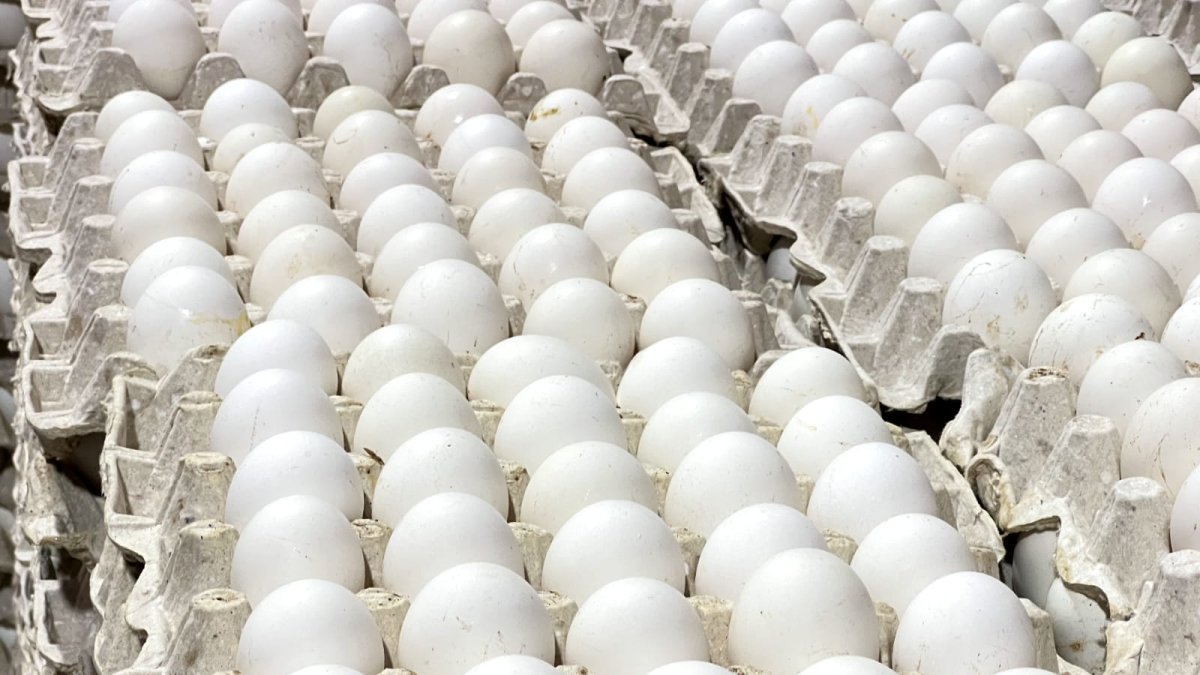 Huevos
