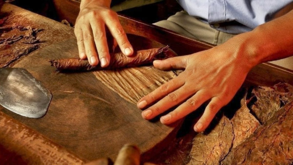 Tabaco dominicano éxito exportaciones
