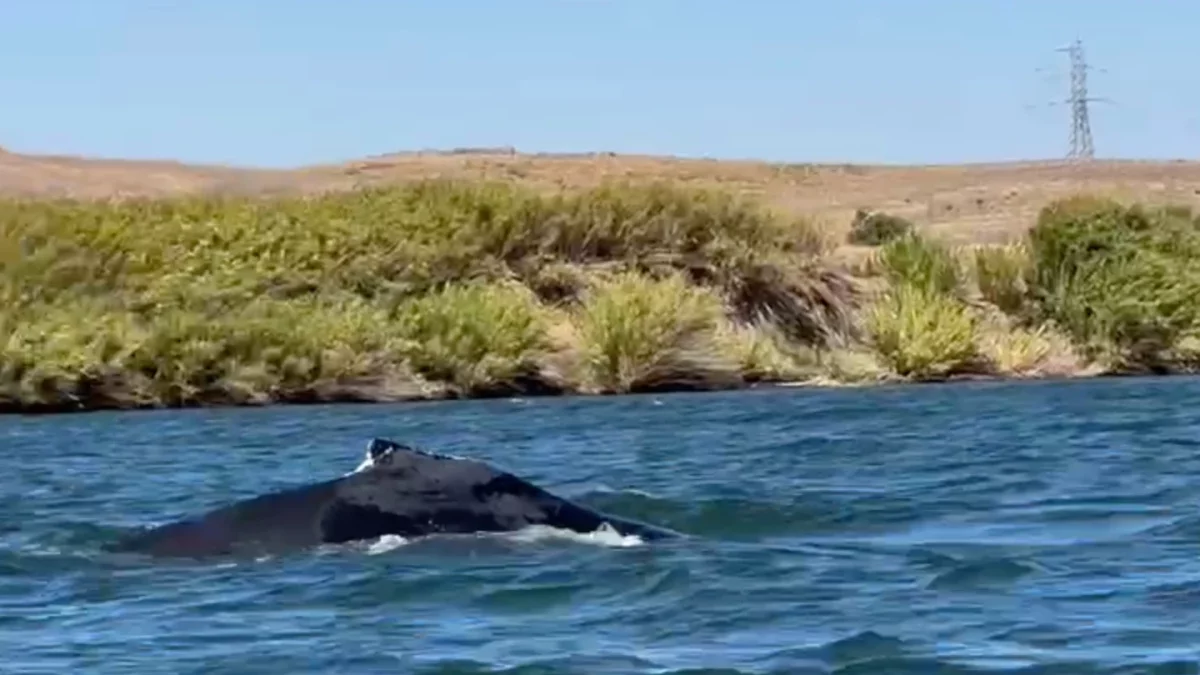 | Esta imagen tomada de un vídeo muestra a una ballena jorobada nadando en el río Sacramento el 16 de septiembre de 2026, cerca de Rio Vista, California (Denny Glover vía AP) Licencia esta foto