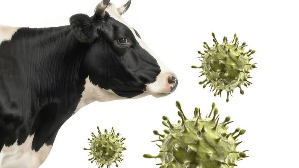 Muere en Francia una persona con el virus shamonda que se creía no tranmisible al hombre