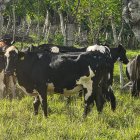 Robo de animales continúa castigando con fuerza a los ganaderos de SPM.