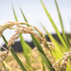 Producción de arroz está estimada en 15 millones de quintales.