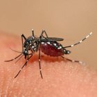 Casos de dengue siguen en aumento en el país; se registran 1.251 pacientes en lo que va de año