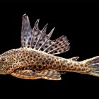 De limpia pecera a alimento