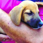 Ya llevan unos 2,114 animales operados, en tres años