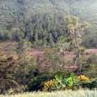 Invaden zonas parque Valle Nuevo . Fuente Externa/20/08/2020.