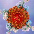 Ilustración de anticuerpos atacando el SARS CoV-2. (SCIENCE PHOTO LIBRARY).