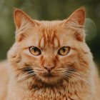 Gatos y Norteamérica - Fuente externa 