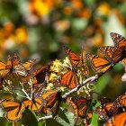 cover_mariposa_monarca_biosphere_reserve_shutterstock_426774466