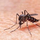 Dengue/Fuente externa 