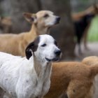 perros-2