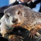 Marmota (Fuente externa)