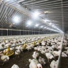 Una de las granjas de Pollo Cibao