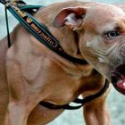pitbull-agresivo-1