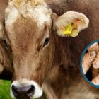 El gusano barrenador diezma al ganado.