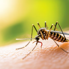 El virus Usutu, un patógeno transmitido por mosquitos