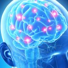 economia. cerebro. brain