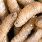 gusano-barrenador-humanos-Belice-infeccion–640×360