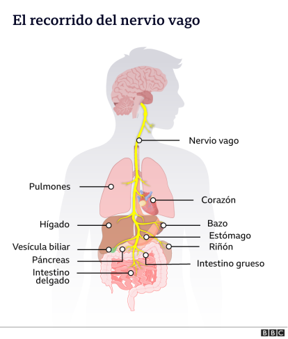 Recorrido del nervio vago en el cuerpo humano.,Recorrido del nervio vago en el cuerpo humano.