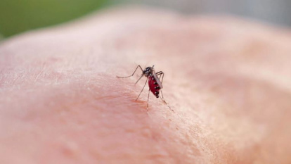 The Aedes aegypti mosquito, better known as the tiger mosquito,