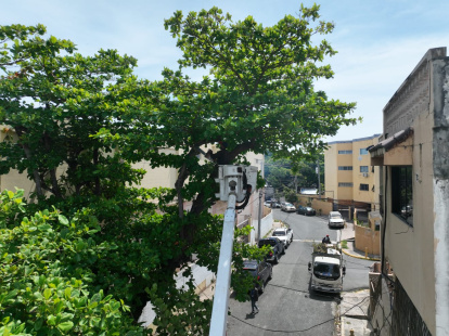 Poda de árboles