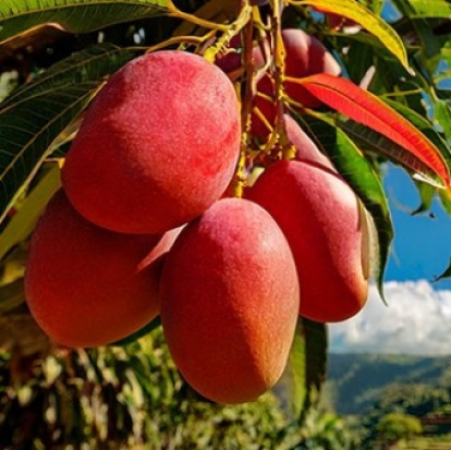 Ramillete de mangos