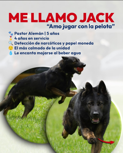 Día Mundial de Perro